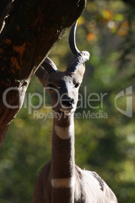 Kleiner Kudu