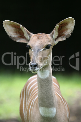 Kleiner Kudu