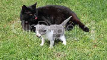 Katzen - Baby mit Mutter - Katze