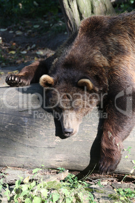 Braunbär