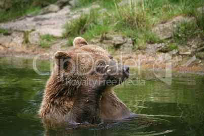 Barunbär