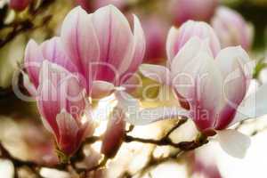 magnolia blossom with light from behind