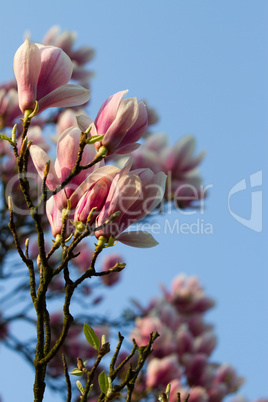magnolia blossom in front of blue sky