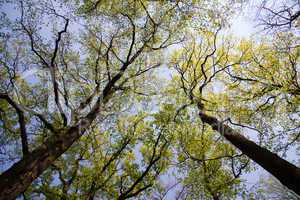 treetop in spring