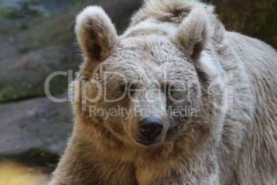 Syrischer Braunbär