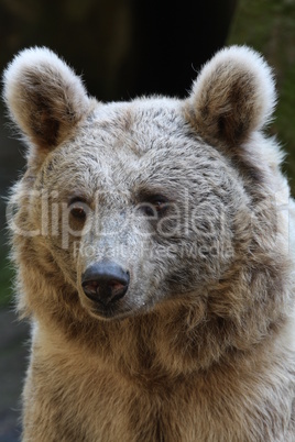 Syrischer Braunbär