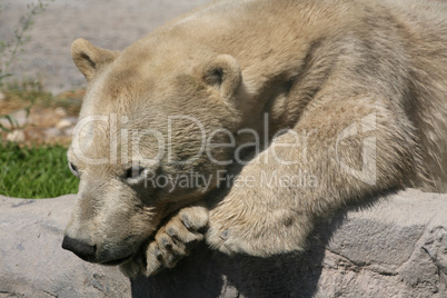 Eisbär