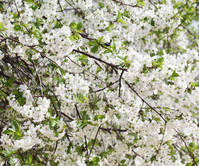 Tree of the cherry blossoms