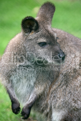 Rotnackenwallaby