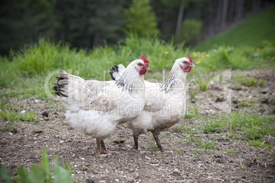 Two white Chicken