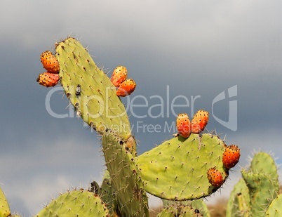 Fruits of tzabar cactus, or prickly pear (Opuntia ficus Indica)  on cloudy autumn day