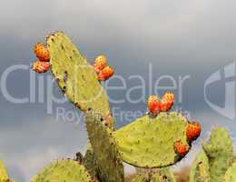 Fruits of tzabar cactus, or prickly pear (Opuntia ficus Indica)  on cloudy autumn day