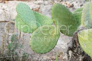 Tzabar cactus, or prickly pear (Opuntia ficus Indica)
