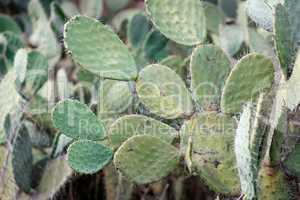 Tzabar cactus, or prickly pear (Opuntia ficus Indica)