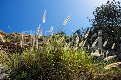 Wild-growing cereals backlit by sun in spring on mountain slope