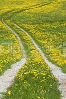 Path and Dandelions