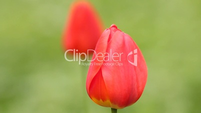 Two red tulips on wind - green background