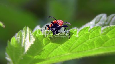 Redheaded Fire Beetle - Rotköpfige Feuerkäfer