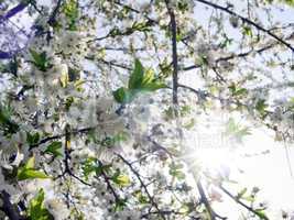 Spring branch in the sun rays