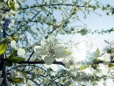 Spring branch of trees in the sun rays