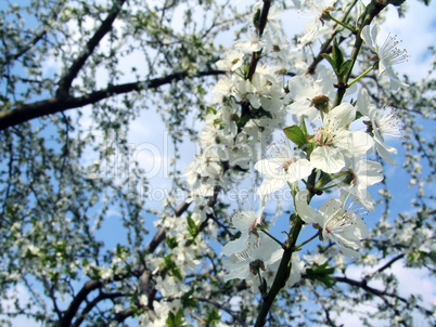 Spring branch of trees macro Spring branch of trees macro