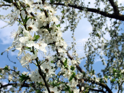 Spring branch of trees2