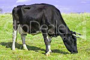 Cow grazing