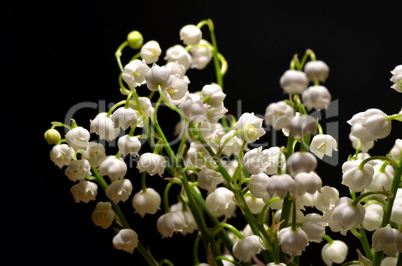weiße Maiglöckchen Blüten