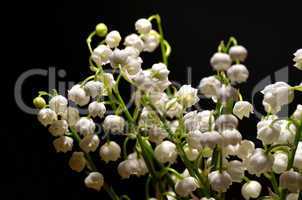 weiße Maiglöckchen Blüten