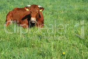 Kuh auf der Weide