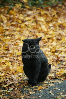 Katze im Herbstlaub