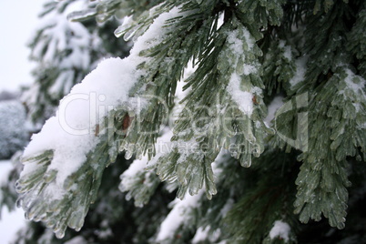 Kiefernzweige im Winter