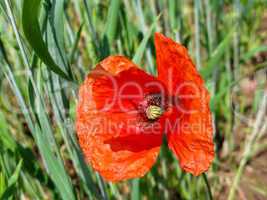 red poppy