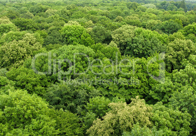 forest seen from above