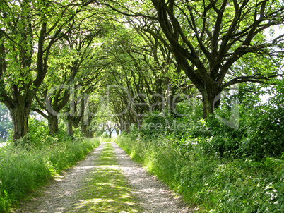 alley of whitebeam