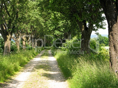 alley of whitebeam