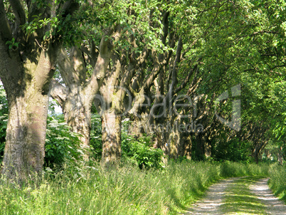 alley of whitebeam