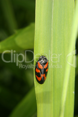 Blutzikade (Cercopis vulnerata) / Froghopper (Cercopis vulnerata