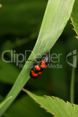 Blutzikade (Cercopis vulnerata) / Froghopper (Cercopis vulnerata