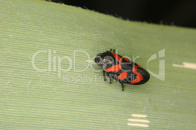 Blutzikade (Cercopis vulnerata) / Froghopper (Cercopis vulnerata