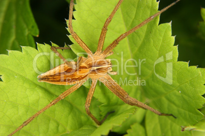 Listspinne (Pisaura mirabilis) / Nursery web spider (Pisaura mir