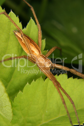 Listspinne (Pisaura mirabilis) / Nursery web spider (Pisaura mir