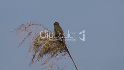 Sedge Warbler - Schilfrohrsänger