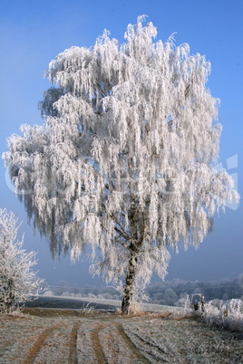 Birke im Winter