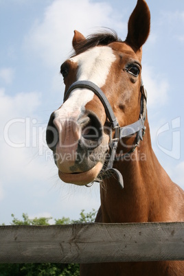 Missouri Foxtrotter