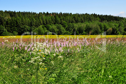 Kräuter Wiese Sommer