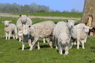 Schafe auf der Weide