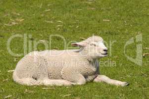 Junges Schaf