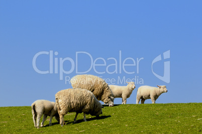 Schafe auf dem Elbdeich