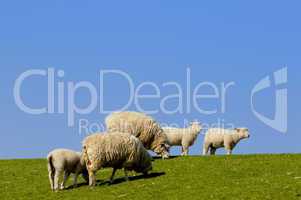 Schafe auf dem Elbdeich